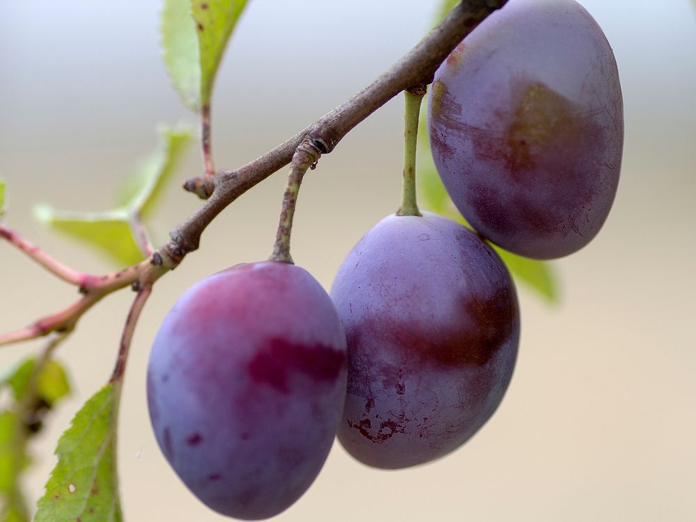 Plum fruit growing on tree. Free public domain CC0 image. 