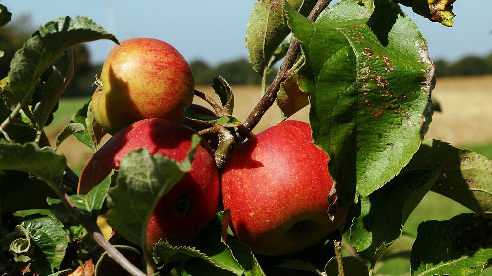 Closeup on red apple hanging on tree. Free public domain CC0 photo.