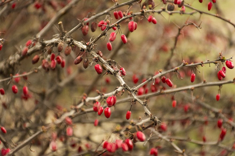 Bush with red berries and thorns. Free public domain CC0 image.
