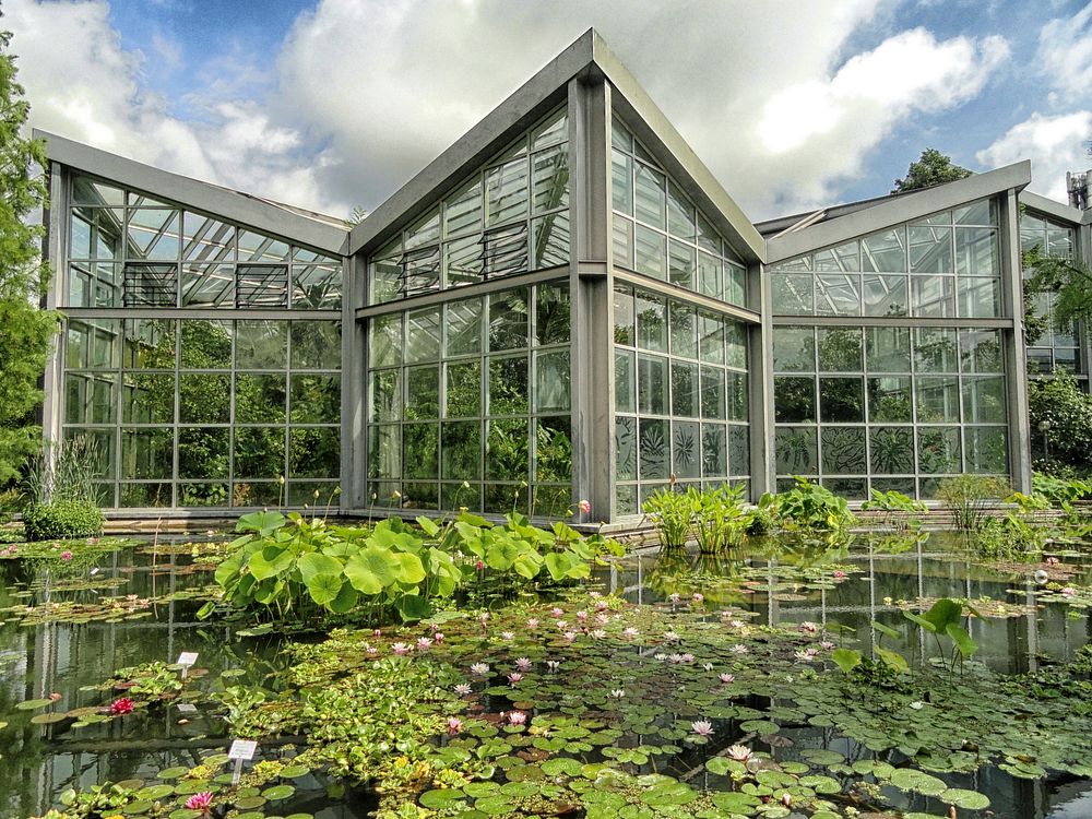 Water lily pond and greenhouse. Free public domain CC0 image.