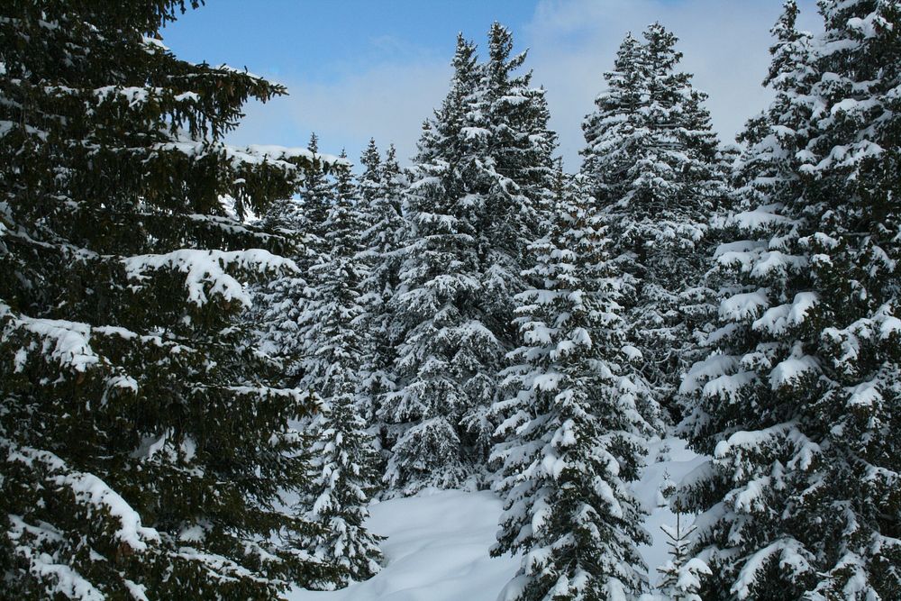 Snow covered trees in forest. Free public domain CC0 image. 