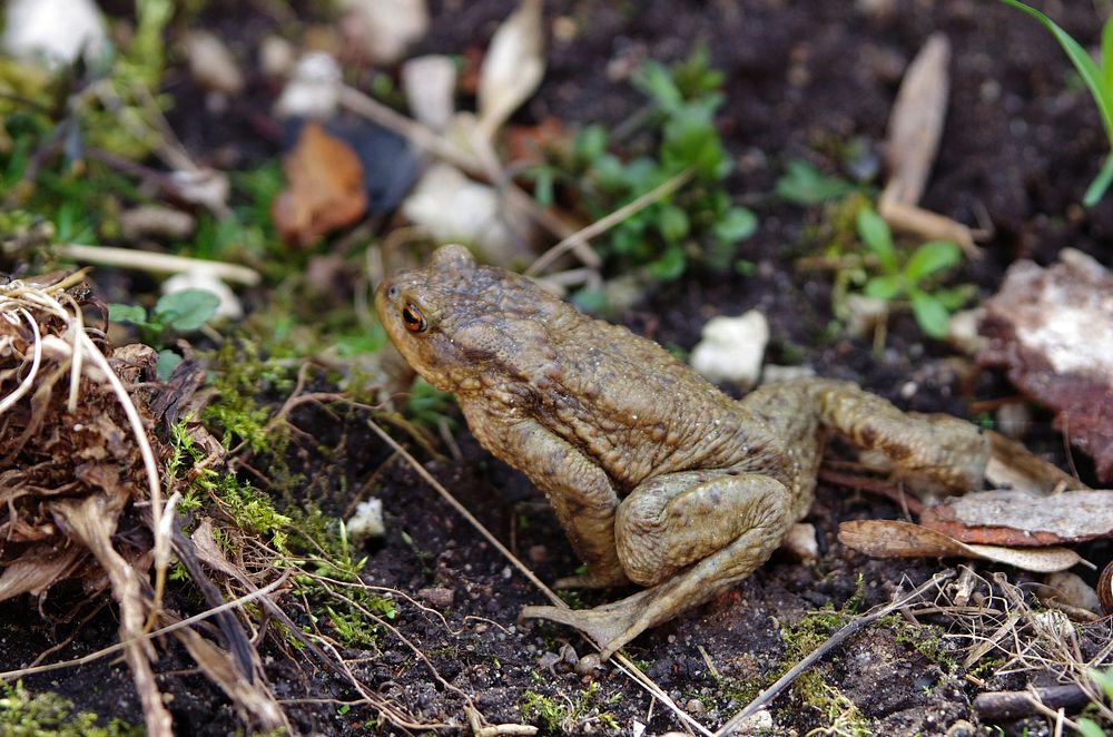 Frog wildlife animal. Free public domain CC0 photo