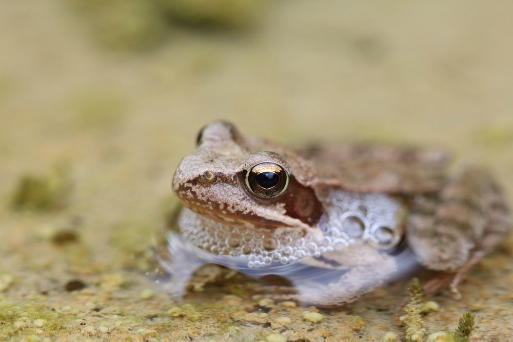 Frog wildlife animal. Free public domain CC0 photo