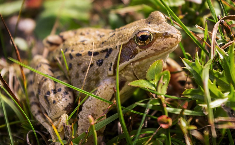 Spotted frog in nature closeup. Free public domain CC0 image.