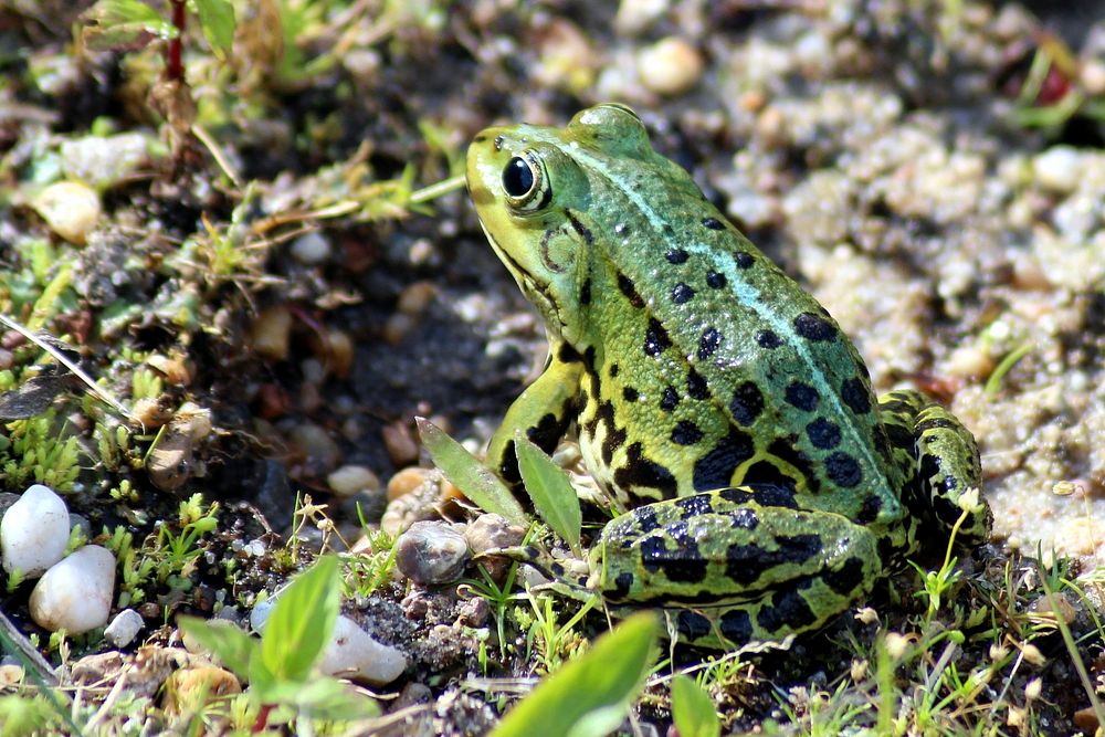 Spotted frog in nature closeup. Free public domain CC0 image.