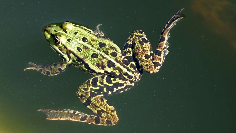 Spotted frog in nature closeup. Free public domain CC0 photo.