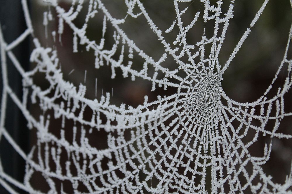Spider web covered in ice crystals. Free public domain CC0 image.