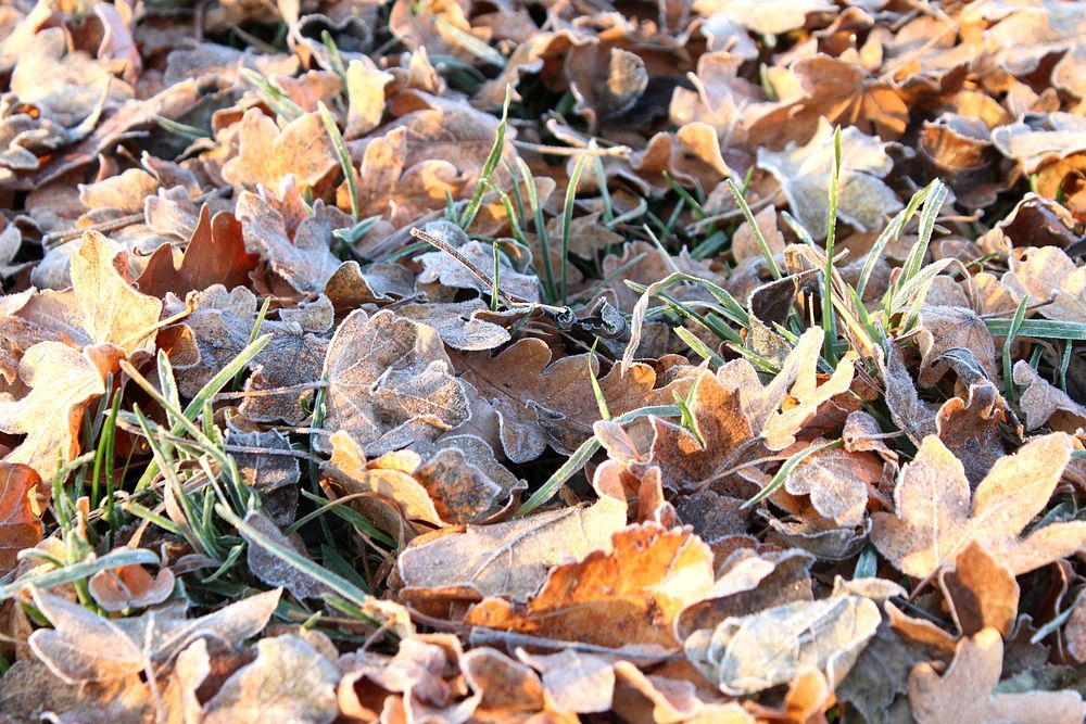 Closeup on frost covered leaves. Free public domain CC0 image. 