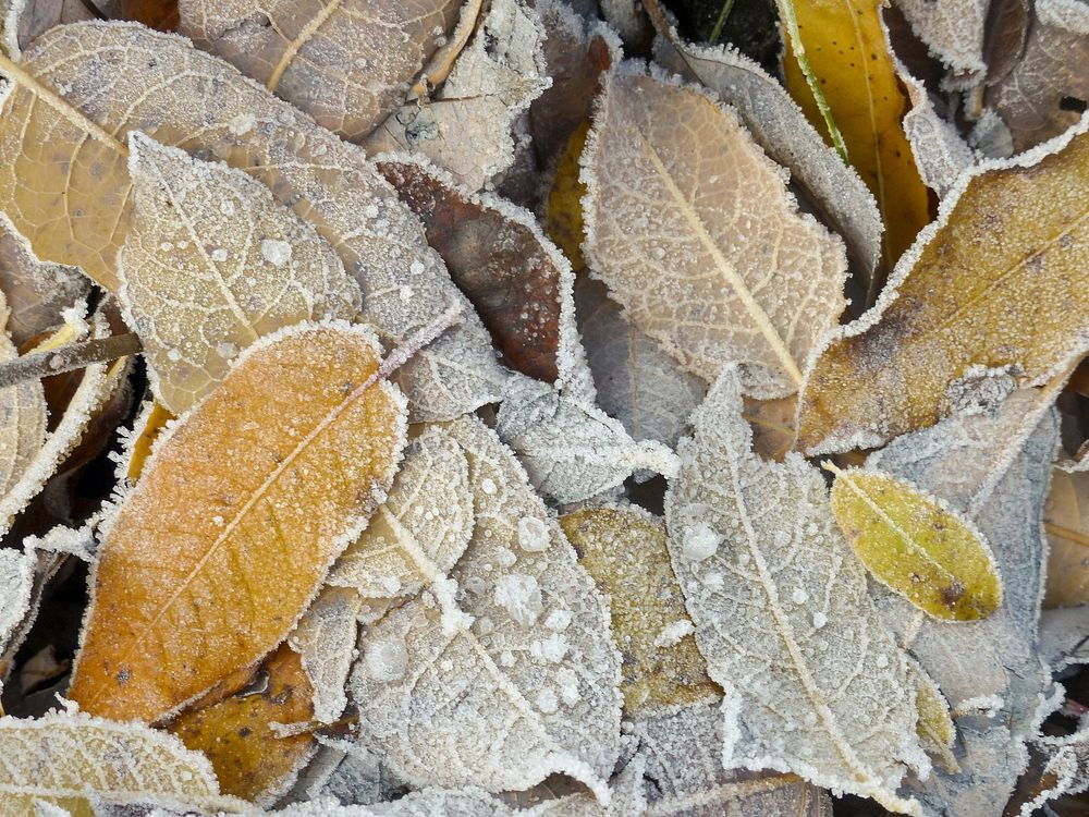 Closeup on frost covered leaves. Free public domain CC0 image. 