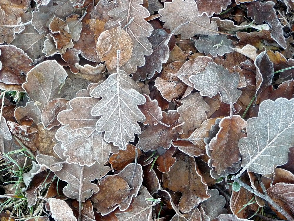 Closeup on frost covered leaves. Free public domain CC0 image. 