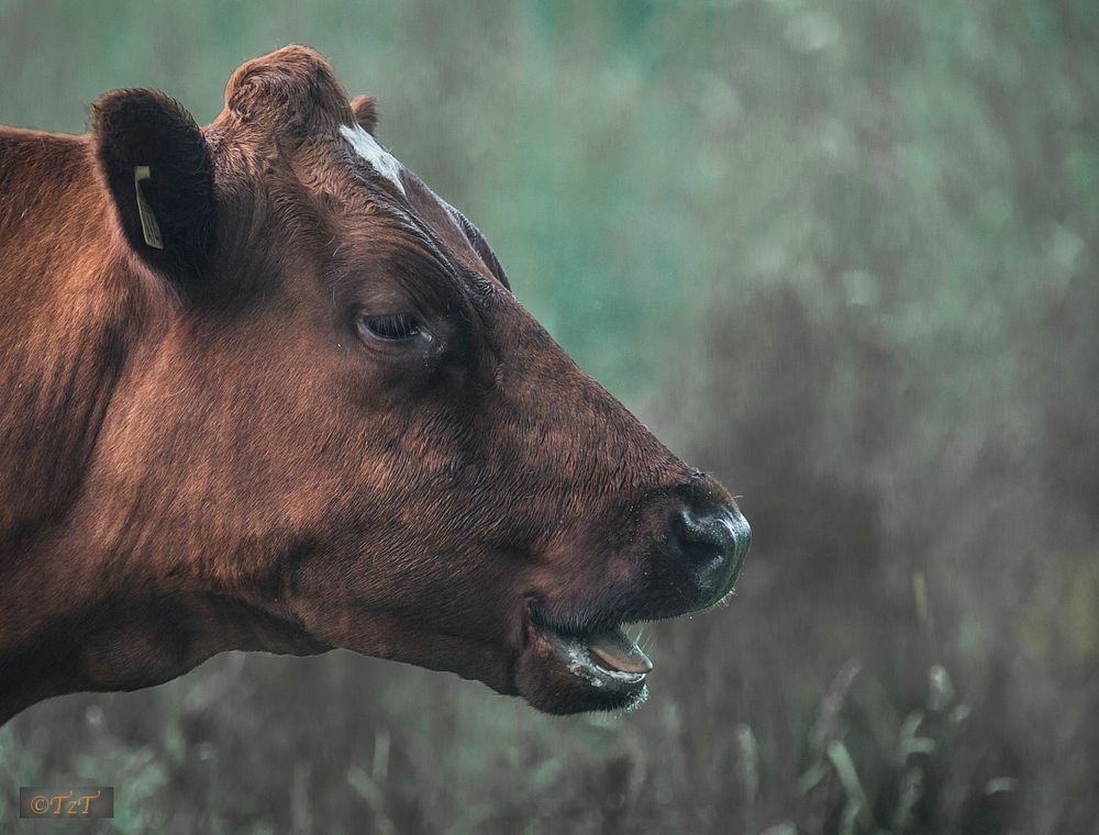 Nature cow & bull in the nature. Free public domain CC0 photo