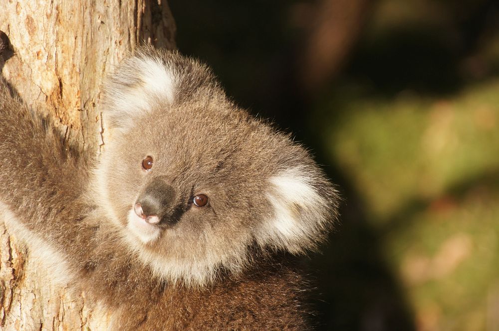 Cute koala bear animal. Free public domain CC0 photo.