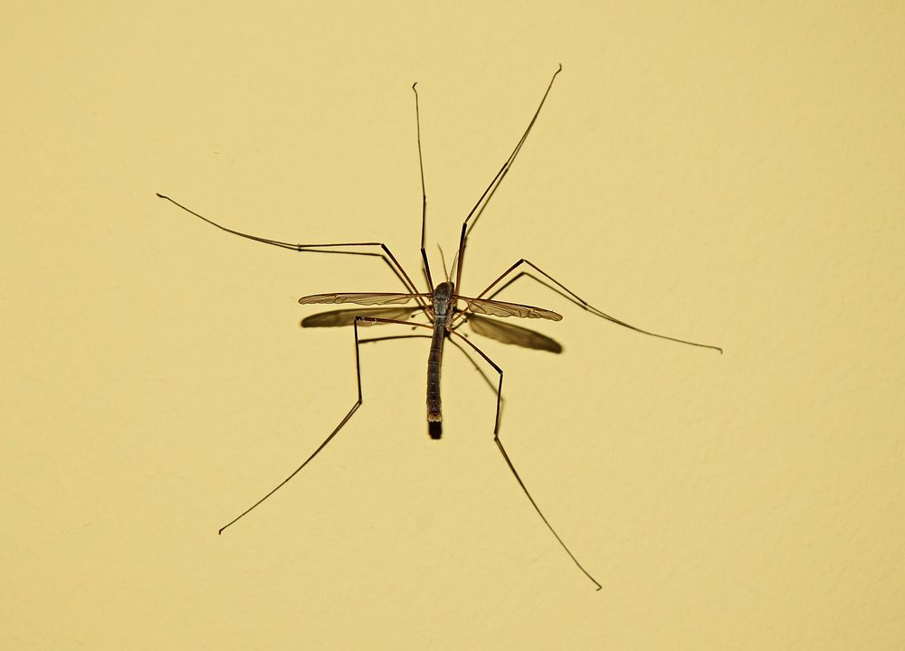 Mosquito photo. Free public domain CC0 image.