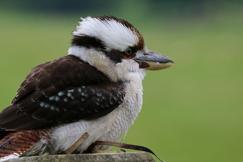 Not the hugest Bird nerd, but I figure this sub would enjoy these pics I  got of a Kookaburra in my back yard (South east QLD, australia) : r/birding