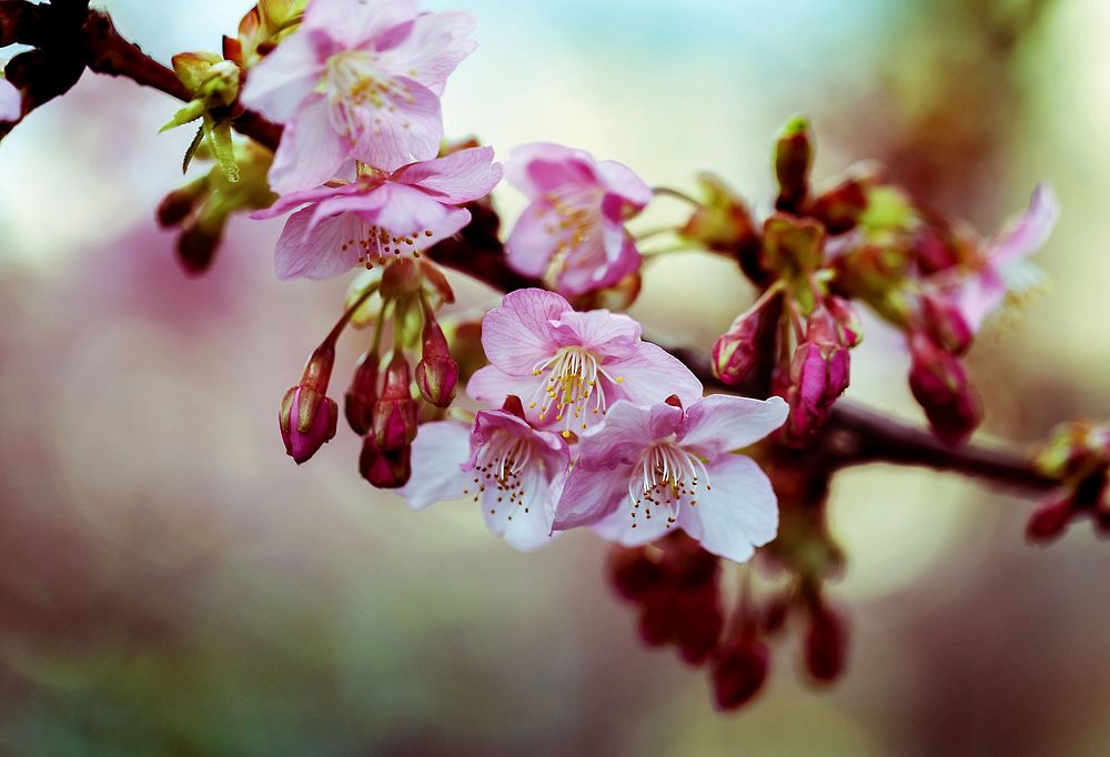 Pink cherry blossom. Free public domain CC0 image.