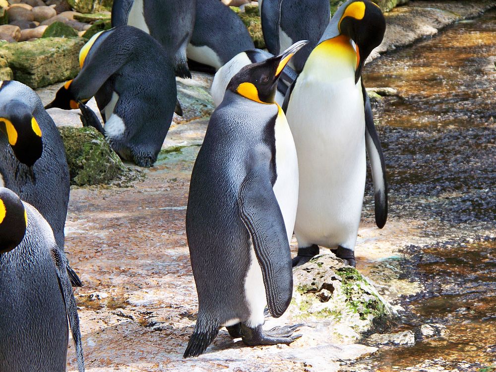 King penguins together close up. Free public domain CC0 photo.