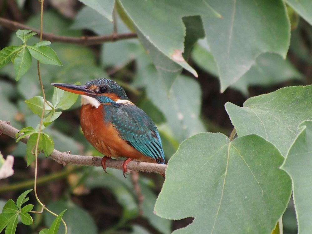 River kingfisher, bird photography. Free public domain CC0 image.