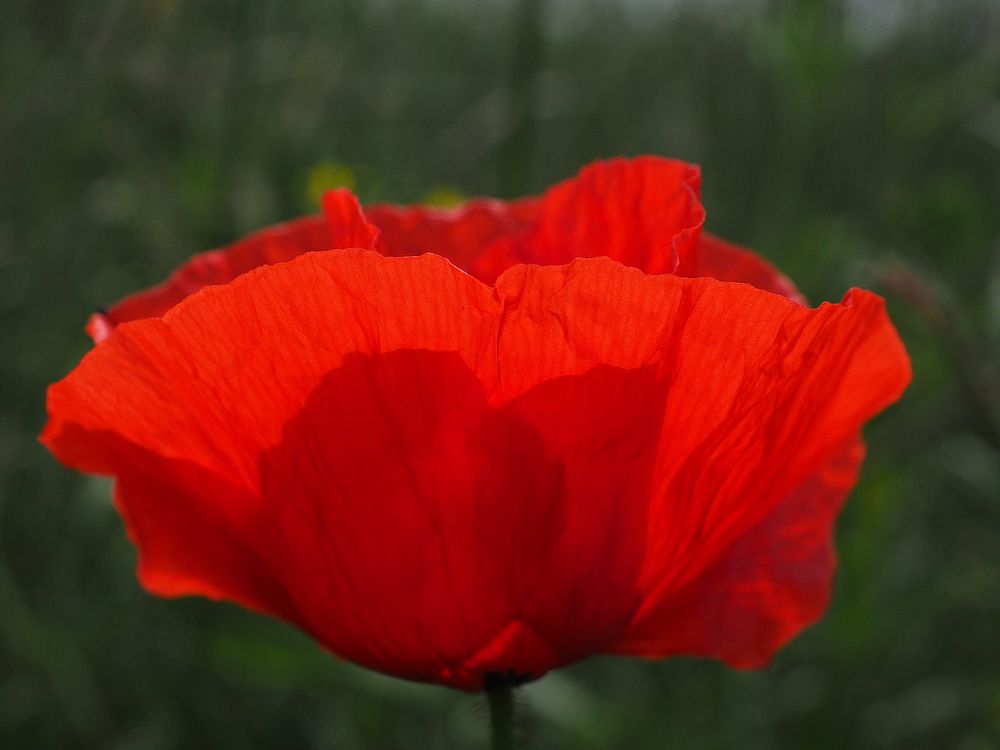 Red poppy field. Free public domain CC0 photo.