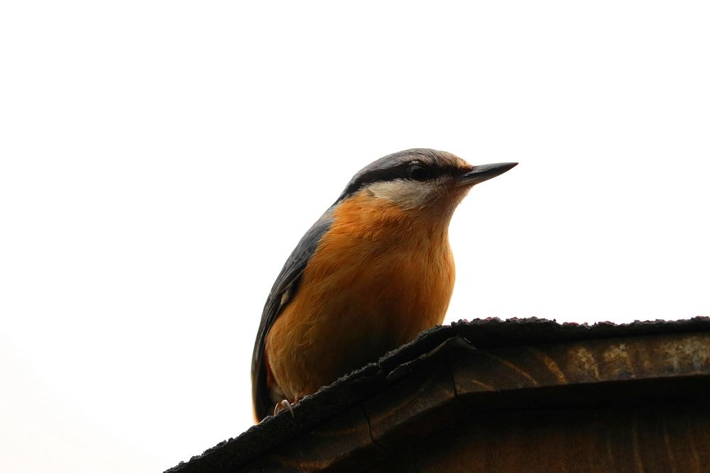 Red breasted nuthatch, bird photography. Free public domain CC0 image.