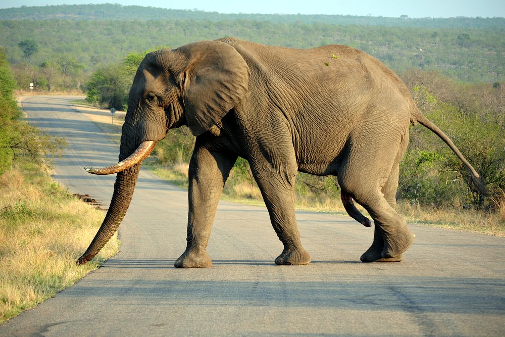 African elephant walking at the savanna. Free public domain CC0 photo.