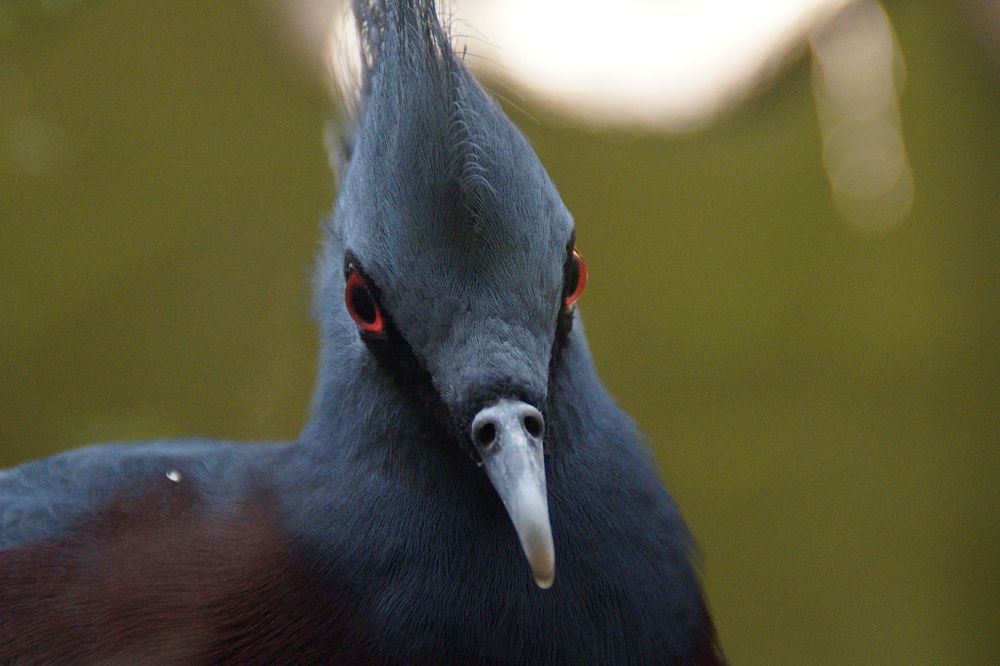 Victoria crowned pigeon, bird photography. Free public domain CC0 image.