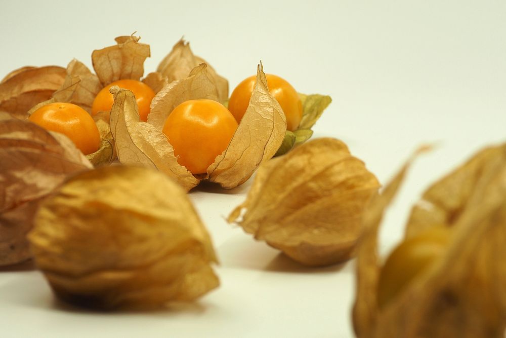 Closeup on physalis fruit. Free public domain CC0 image. 