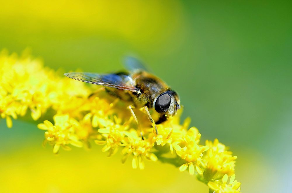 Bee and yellow flower background. Free public domain CC0 photo.