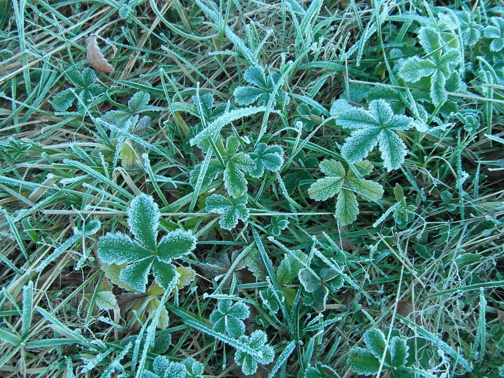 Closeup on frost covered grass. Free public domain CC0 image.