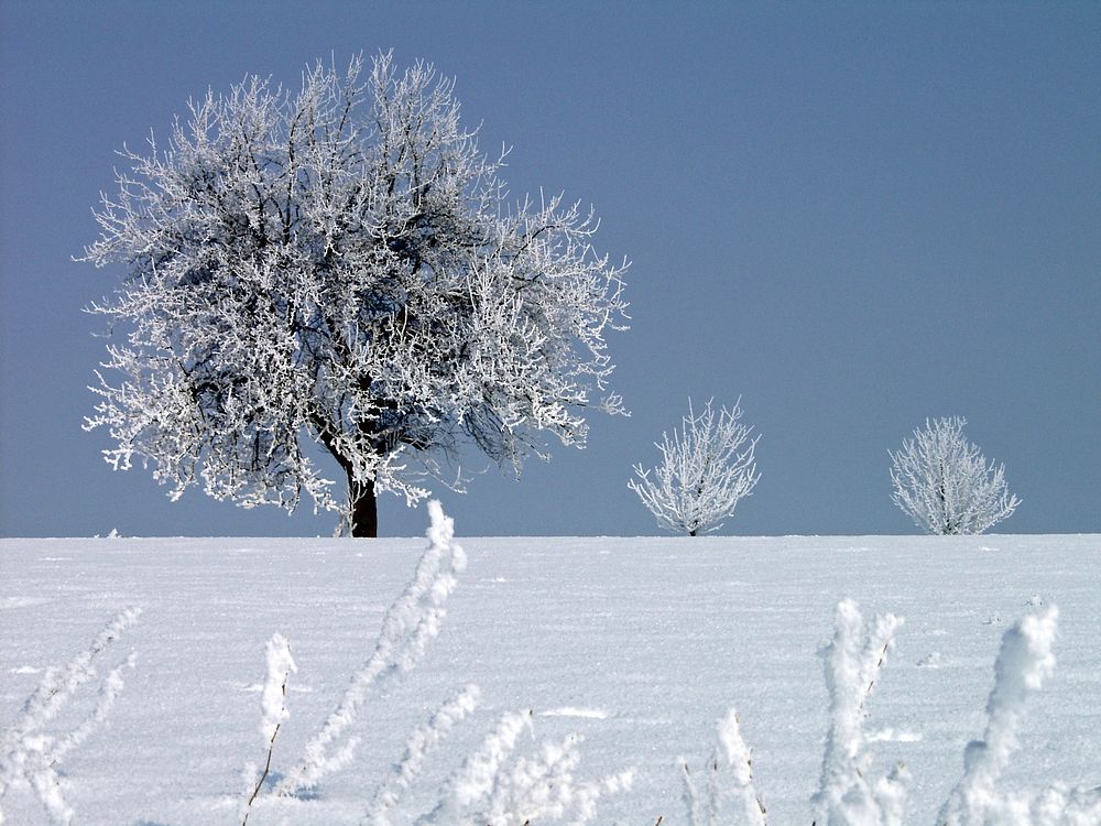 Lonley tree covered in snow. Free public domain CC0 image.