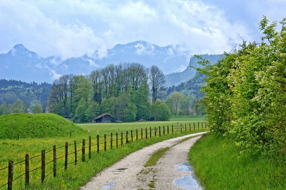 Forest road, nature. Free public domain CC0 image.