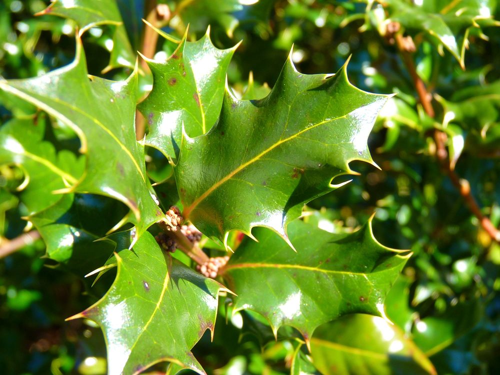 Aesthetic leaf, nature background. Free public domain CC0 photo.