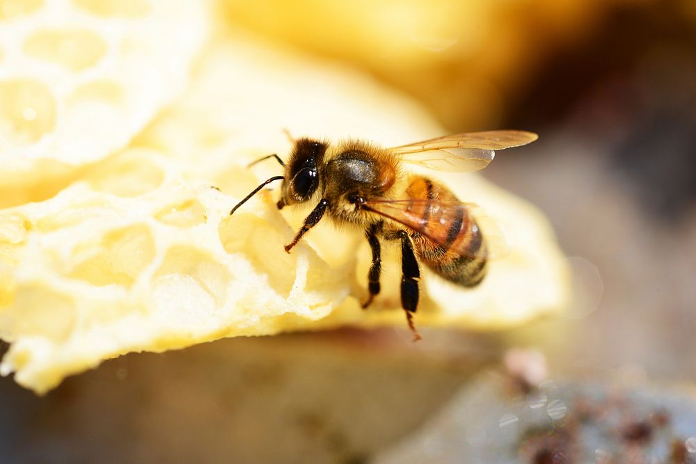 Bee on honeycomb. Free public domain CC0 photo.