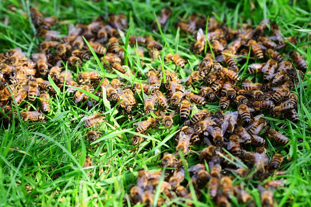 Bee on grass field. Free public domain CC0 photo.
