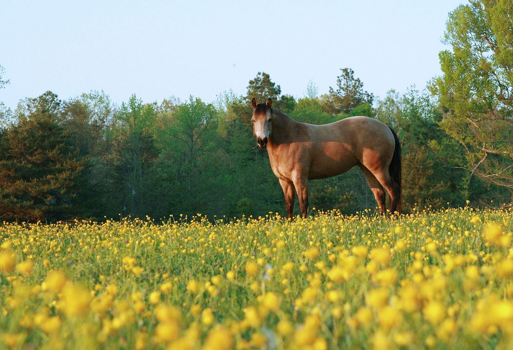 Brown horse, animal image. Free public domain CC0 photo.