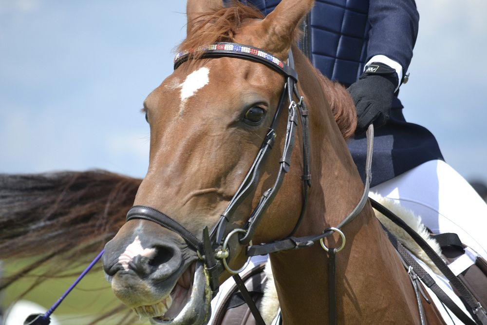 Rider & horse at show jumping competition. Free public domain CC0 photo.