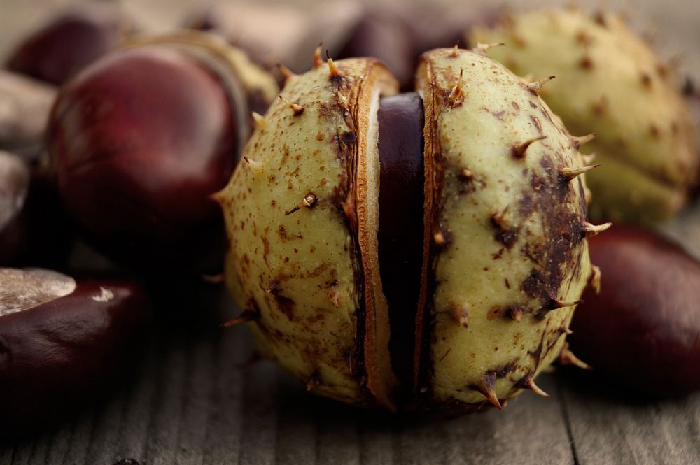Fresh chestnuts closeup. Free public domain CC0 photo.