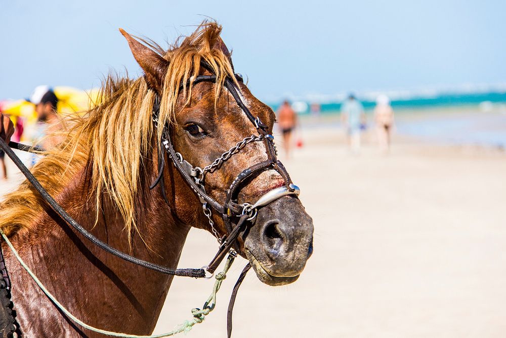 Horse at beach. Free public domain CC0 photo.