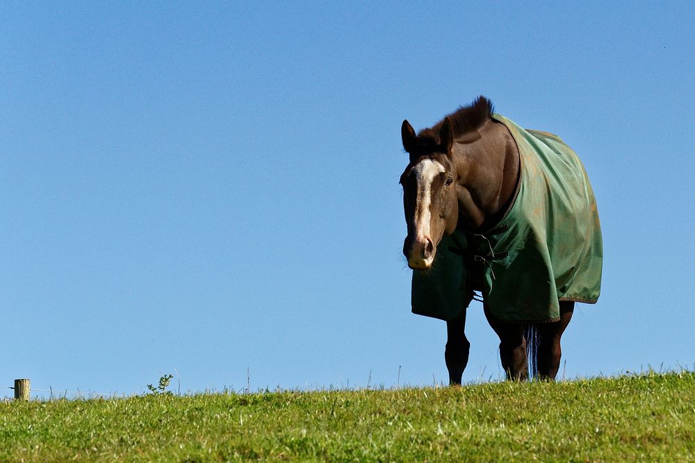 Horse wearing blanket. Free public domain CC0 photo.