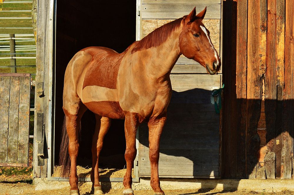 Horse in paddock, animal image. Free public domain CC0 photo.