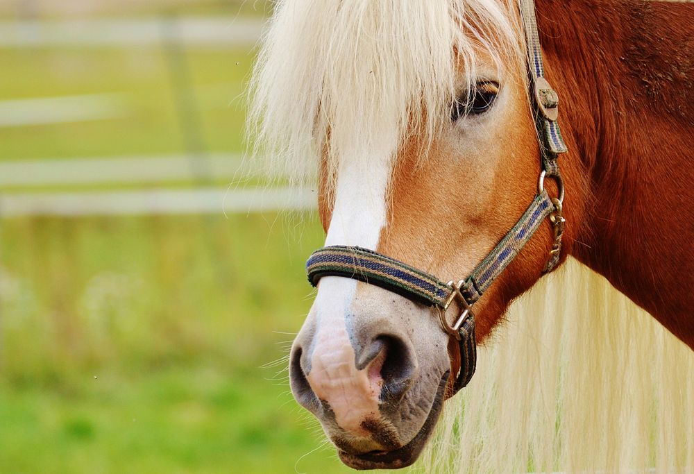 Haflinger pony, horse image. Free public domain CC0 photo.
