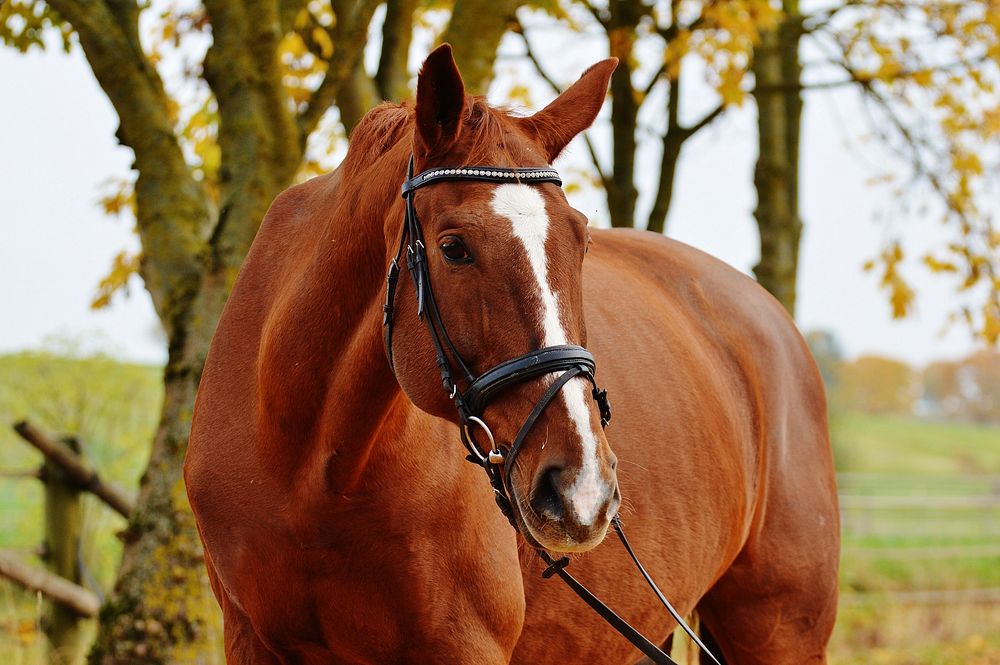 Chestnut horse in bridle. Free public domain CC0 photo.