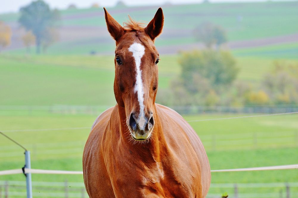 Chestnut horse in field. Free public domain CC0 photo.