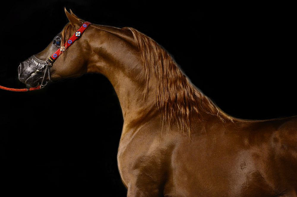 Arabian horse posing. Free public domain CC0 photo.