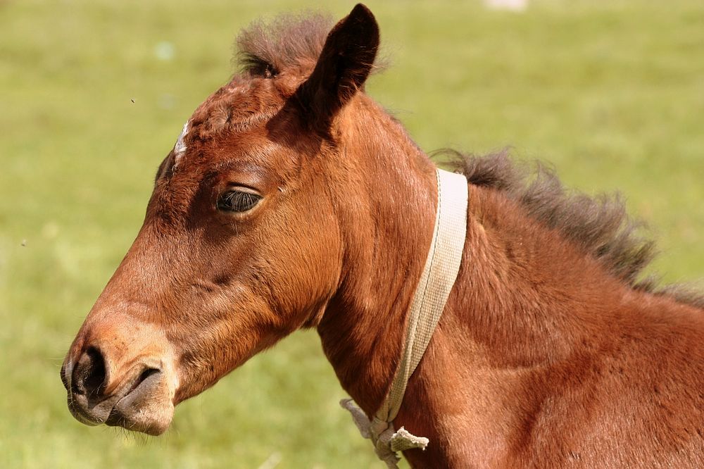 Foal, baby horse. Free public domain CC0 photo.