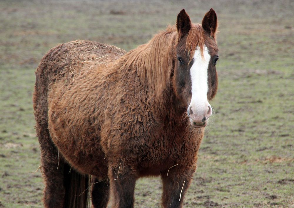 Horse in paddock, animal image. Free public domain CC0 photo.