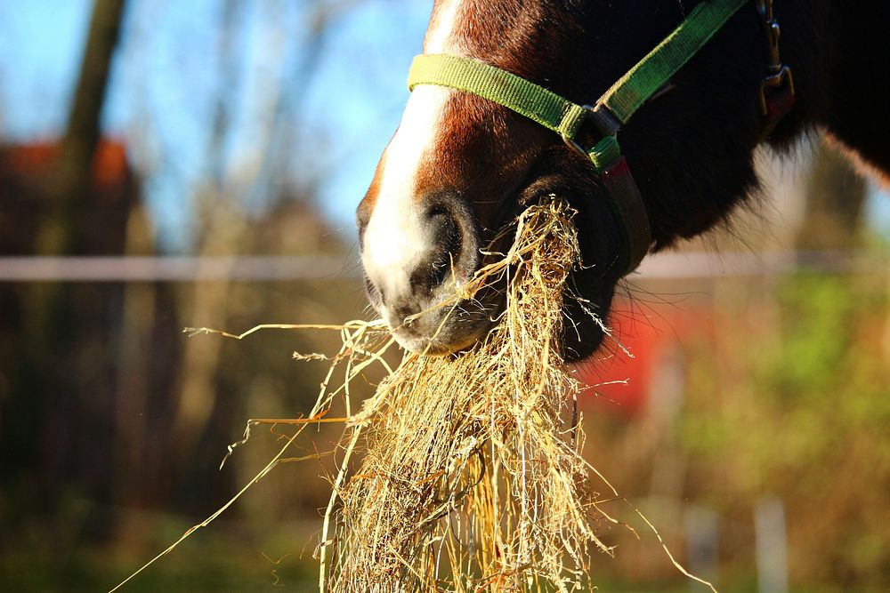 Close up horse mouth eating hay. Free public domain CC0 photo.