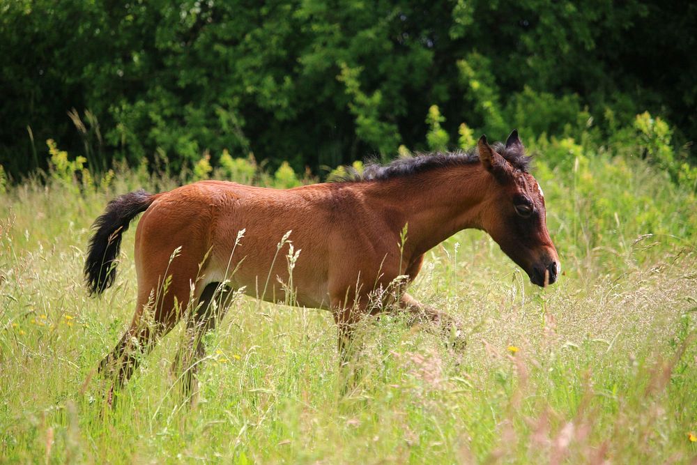 Foal, baby horse in field. Free public domain CC0 photo.