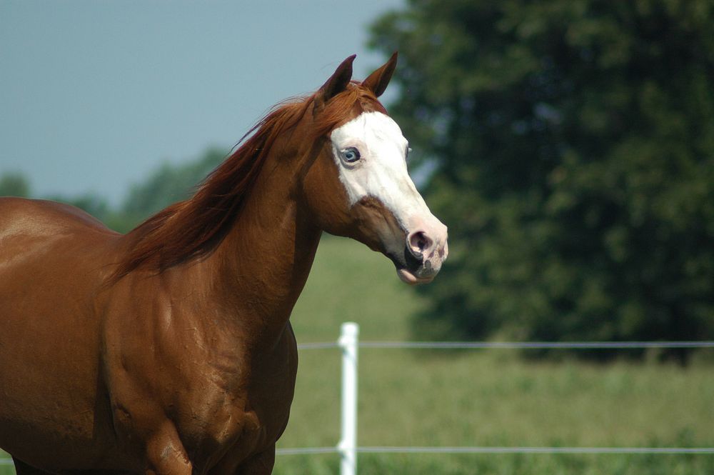 Chestnut brown horse image. Free public domain CC0 photo.