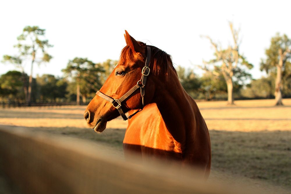 Chestnut horse in field. Free public domain CC0 photo.