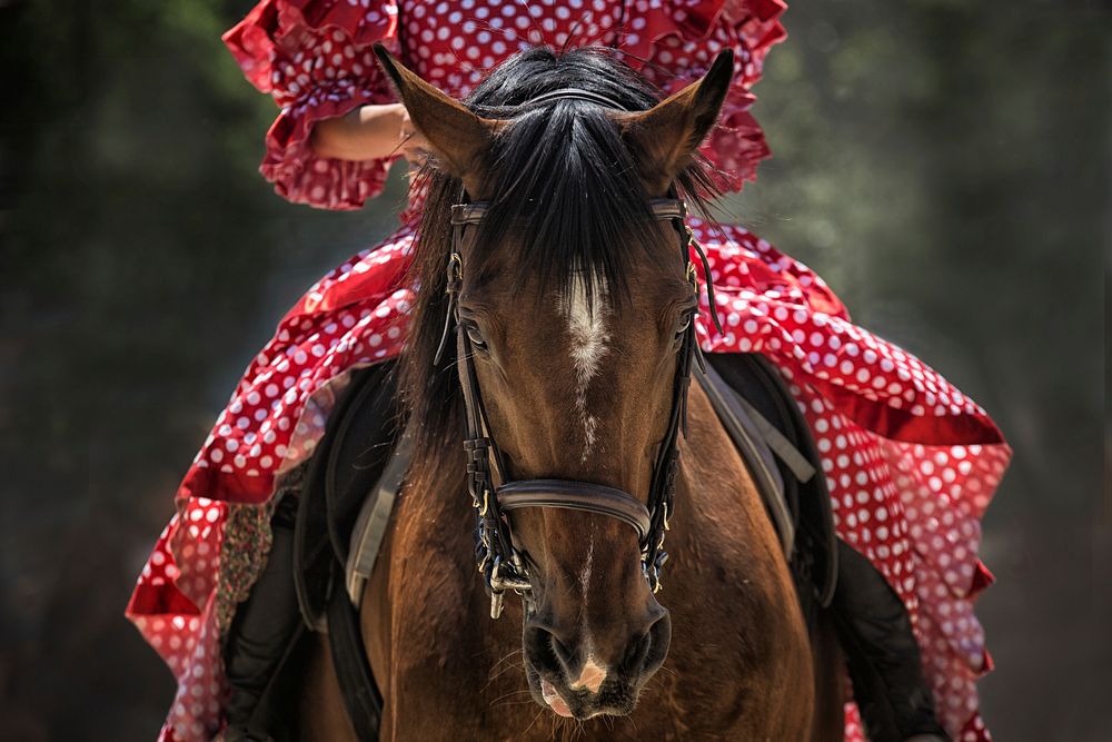 Traditional Spanish rider on horse. Free public domain CC0 photo.